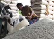 Harga Beras Disejumlah Pasar Tradisional Di Kota Makassar, Perlahan Terkendali dan Diprediksi Turun