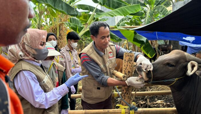 Sambut Idul Adha, DP2 Kota Makassar Sosialisasi dan Periksa Ribuan Hewan Kurban