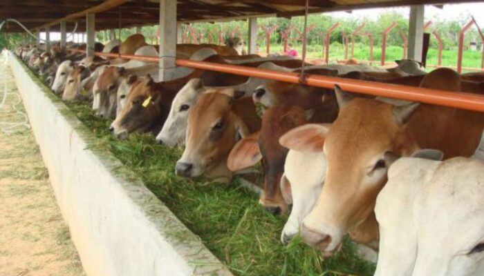 Perayaan Idul Adha 1445 H, Pemkot Makassar Sembelih 62 Hewan Kurban