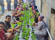 Terapkan Pertanian Modern di Perkotaan, “Mahatani” Unhas Panen Sayur Bersama Masyarakat