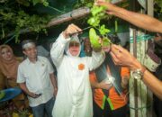 Ketua TP PKK Makassar Panen Pare di Lorong Wisata Mildura