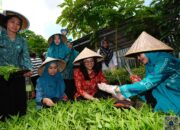 Lorong PKK Mangasa Disasar sebagai Pilot Ptoject Kampung PKK Binaan Provinsi Sulsel