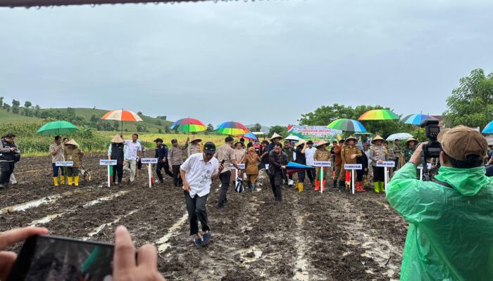Sinergi Pemerintah UP Punagaya Turut Andil dalam Program Ketahanan Pangan Penanaman Jagung 1 Juta Hektar Serentak Seluruh Indonesia