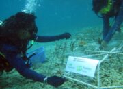PT Pegadaian Kanwil VI Makassar Gelar Rehabilitasi dan Transplantasi Karang di Pulau Barrang Lompo