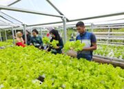 Pertamina Patra Niaga Sulawesi Hadirkan Keceriaan: Serunya Menanam, Bahagianya Memanen Bersama KWT Baji Minasa