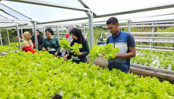 Pertamina Patra Niaga Sulawesi Hadirkan Keceriaan: Serunya Menanam, Bahagianya Memanen Bersama KWT Baji Minasa